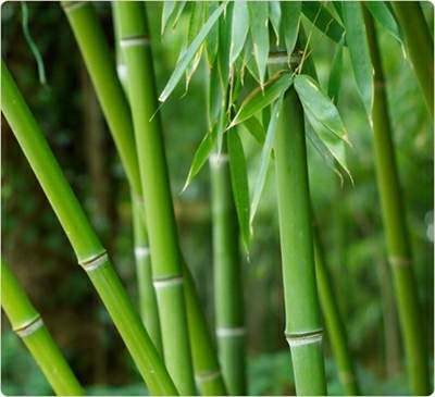 Bamboo Leaf Extract - Herbal Extracts