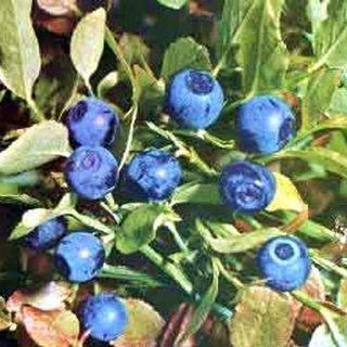 Bilberry Extract - Herbal Extracts