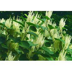 Giant Knotweed Extract - Herbal Extracts