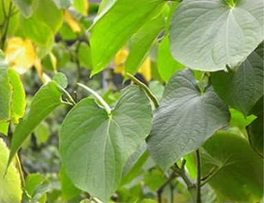 Kava Extract - Herbal Extracts