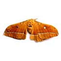 Male Silk Moth Extract - Herbal Extracts