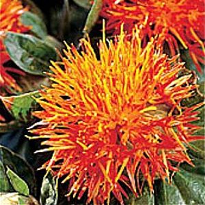 Safflower Extract - Herbal Extracts