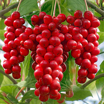 Schisandra Chinensis Extract - Herbal Extracts