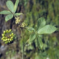 Siberian Ginseng Extract Powder - Herbal Extracts