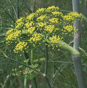 Sweet Fennel Extract - Herbal Extracts