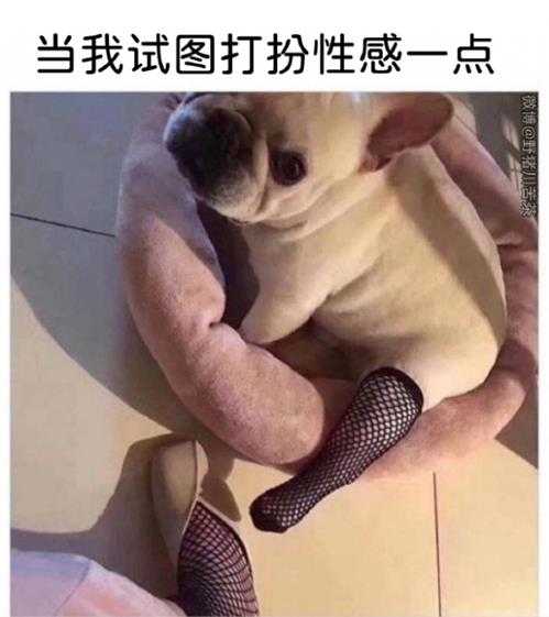 厕所里不让大小便怎么办？囧图 猫猫和妹子哪个可爱？