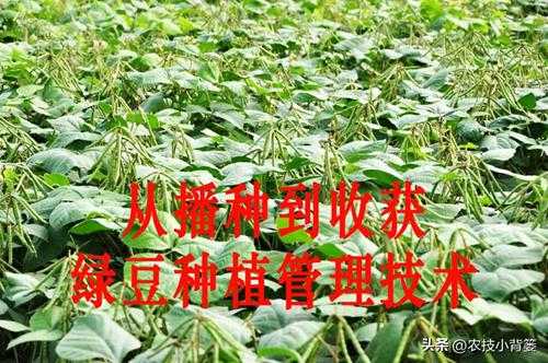 绿豆什么时候种植最好(绿豆怎样种植才能高产)